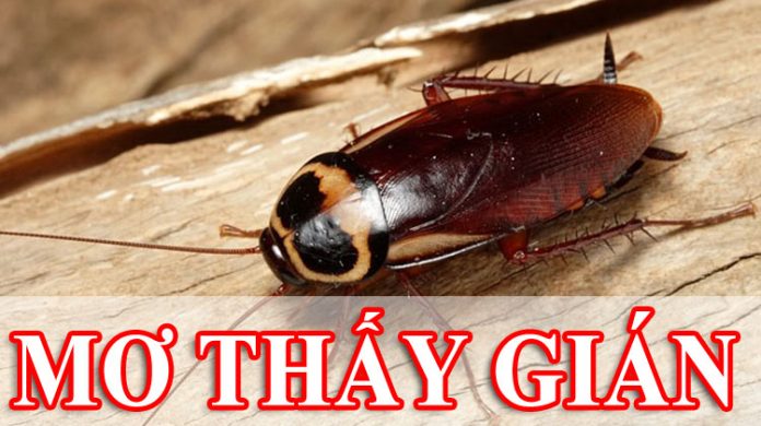 mo-thay-gian mơ thấy gián